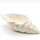 White / Gold